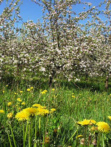                                      SAISONS